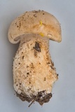 Macrocybe titans image