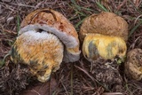 Boletus luridellus image