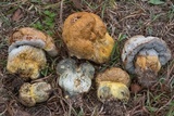 Boletus luridellus image