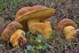 Boletus luridellus image