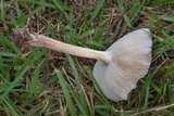 Gymnopus luxurians image