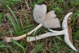 Gymnopus luxurians image