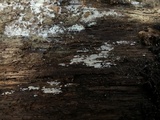 Peniophorella pubera image