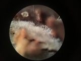 Peniophorella pubera image