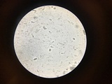 Peniophorella pubera image