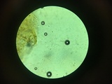 Peniophorella pubera image