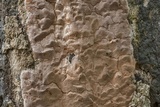 Phellinus laevigatus image