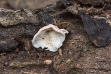 Phlebia incarnata image