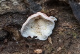 Phlebia incarnata image