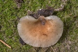 Hohenbuehelia petaloides image