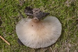 Hohenbuehelia petaloides image