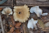 Hohenbuehelia petaloides image