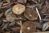 Inocybe rimosa image