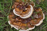 Ganoderma sessile image