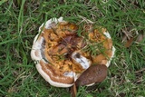 Ganoderma sessile image