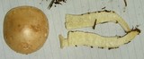 Leucopaxillus laterarius image