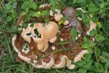 Ganoderma sessile image