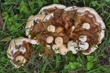 Ganoderma sessile image
