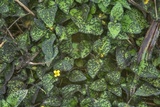 Physarum cinereum image