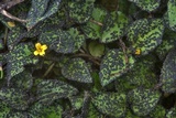 Physarum cinereum image