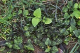 Physarum cinereum image