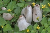 Leucocoprinus lilacinogranulosus image