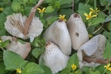 Leucocoprinus lilacinogranulosus image