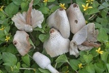 Leucocoprinus lilacinogranulosus image