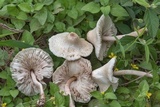 Leucocoprinus lilacinogranulosus image