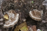 Trametes lactinea image