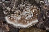 Trametes lactinea image