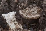 Trametes lactinea image