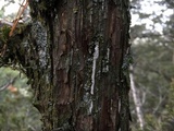 Dendrothele nivosa image