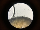 Dendrothele nivosa image