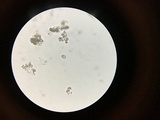 Dendrothele nivosa image