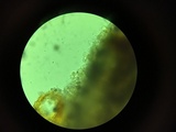 Dendrothele nivosa image