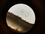 Peniophora albobadia image