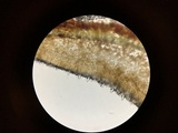 Peniophora albobadia image