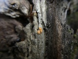 Sphaerosporium lignatile image