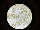 Sphaerosporium lignatile image