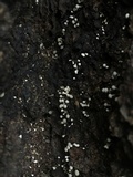 Phleogena faginea image