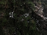 Phleogena faginea image