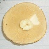 Leucopaxillus laterarius image