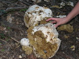Calvatia booniana image
