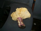 Russula xerampelina image