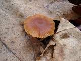 Tubaria tenuis image