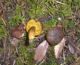 Phylloporus rhodoxanthus image