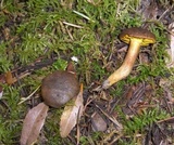 Phylloporus rhodoxanthus image