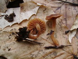 Tubaria tenuis image