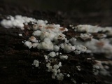 Rigidoporus sanguinolentus image